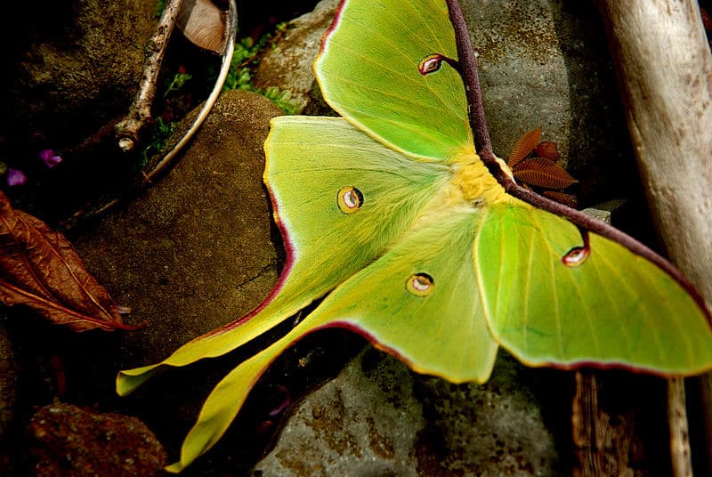 Luna Moth, Actias luna