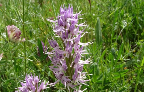 Naked Man Orchid, Orchis Italica