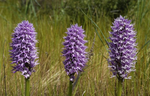 Naked Man Orchid, Orchis Italica