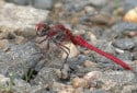 Red Veined Darter, Sympetrum fonscolombii