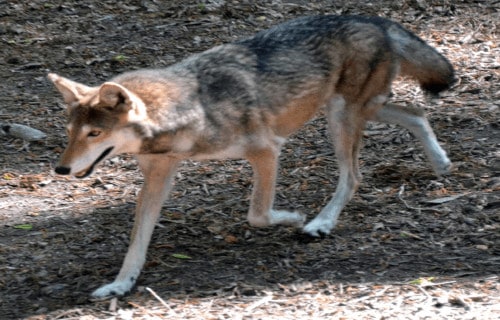 7 Magnificent Wild Canines