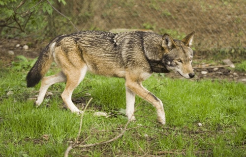 7 Magnificent Wild Canines