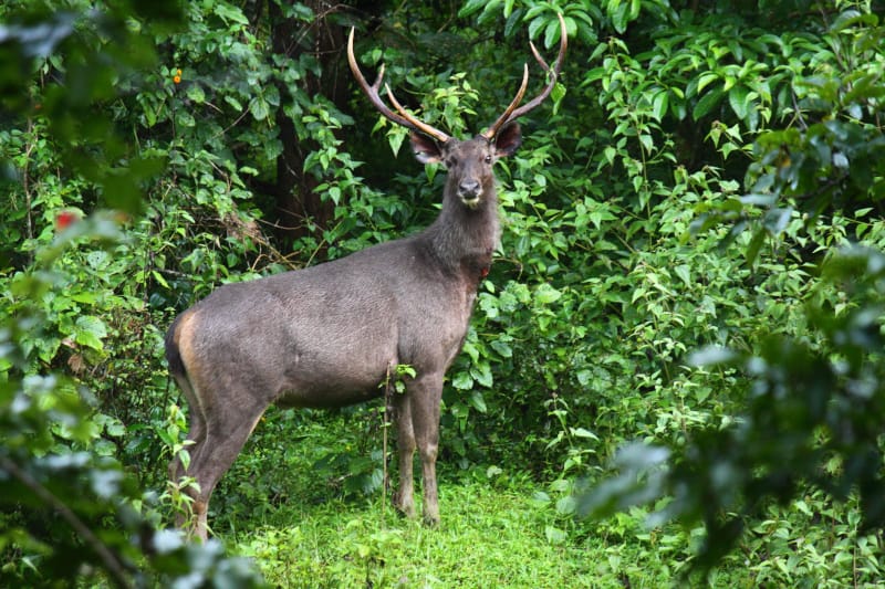 Sambar l Awesome Reclusive Asian Deer - Our Breathing Planet