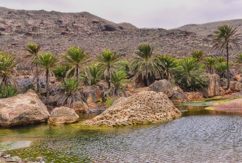 Socotra Bluet, Azuragrion granti