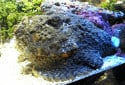 Stonefish