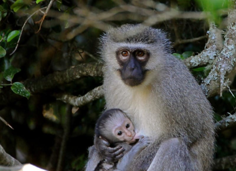 Vervet Monkey