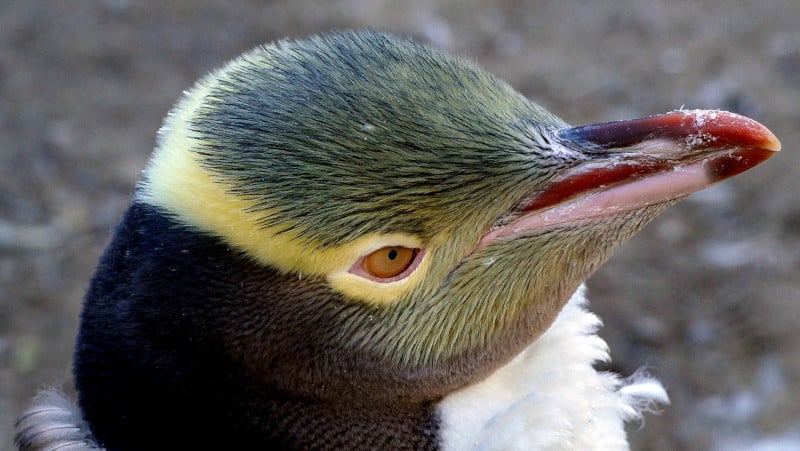 Yellow Eyed Penguin, Megadyptes antipodes