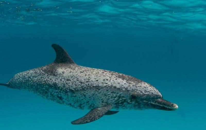 Atlantic Spotted Dolphin, Stenella frontalis