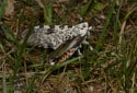 Giant Leopard Moth, Hypercompe scribonia