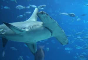 Great Hammerhead Shark, Sphyrna mokarran