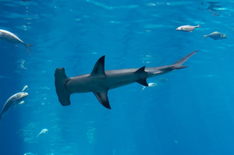 Great Hammerhead Shark, Sphyrna mokarran