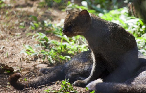 Jaguarundi, Puma yagouaroundi