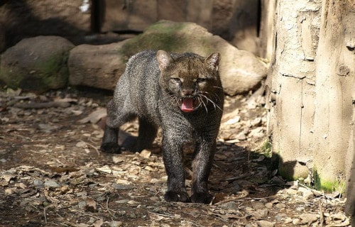 Jaguarundi, Puma yagouaroundi