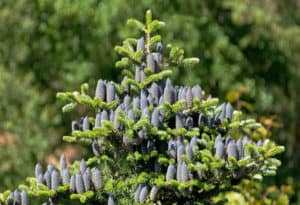 Korean Fir, Abies koreana