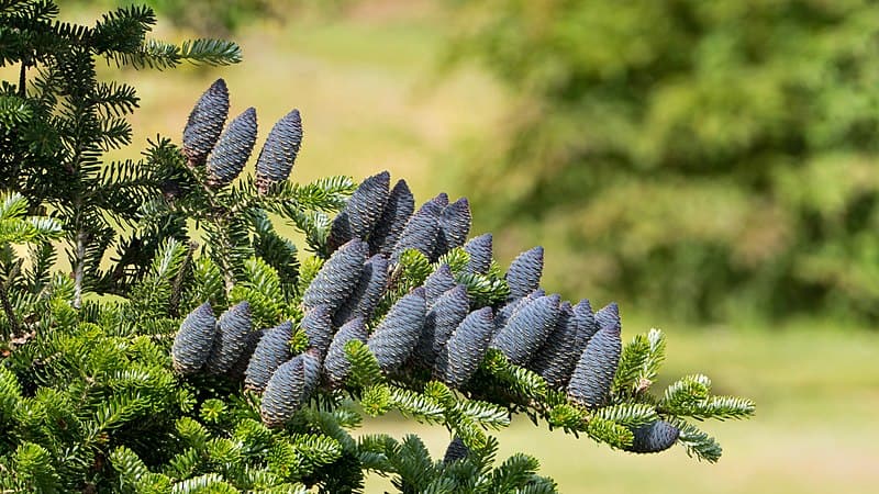 Korean Fir, Abies koreana