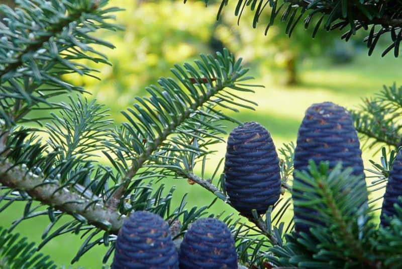 Korean Fir, Abies koreana