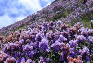 Kurinji, Strobilanthes kunthiana