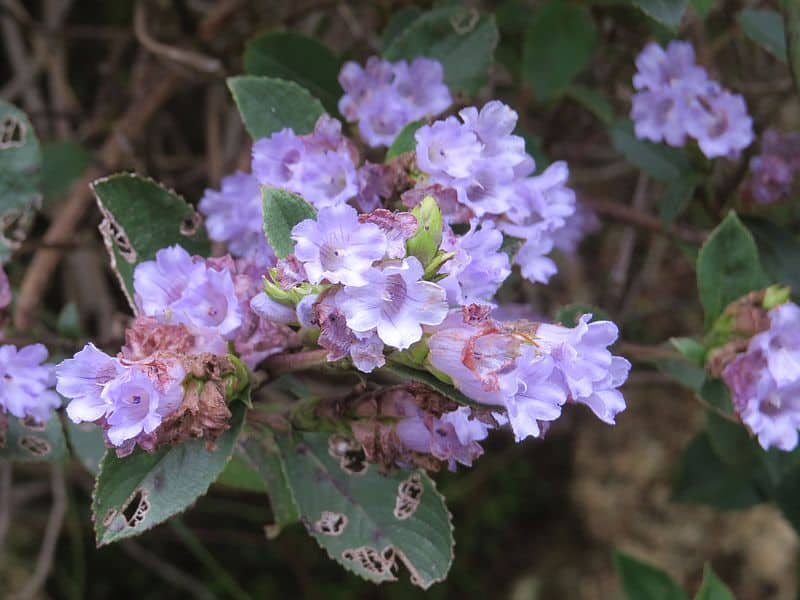 Kurinji, Strobilanthes kunthiana