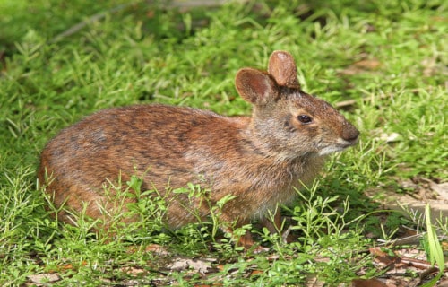 Lower Keys Marsh Rabbit, Sylvilagus palustris hefneri