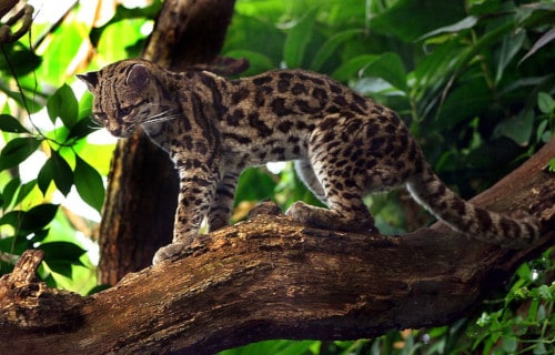 Margay, Leopardus wiedii