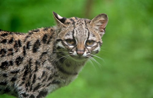 Margay, Leopardus wiedii