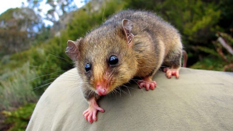 Mountain Pygmy Possum, Burramys parvus