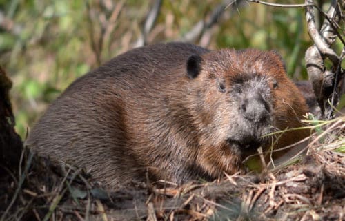 3 Remarkable North American Rodents