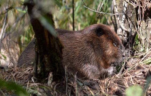 North American Beaver, Castor canadensis