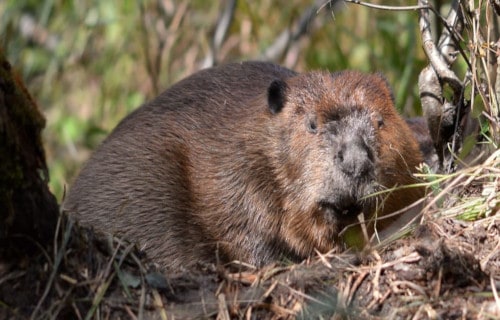 Native North American Mammals