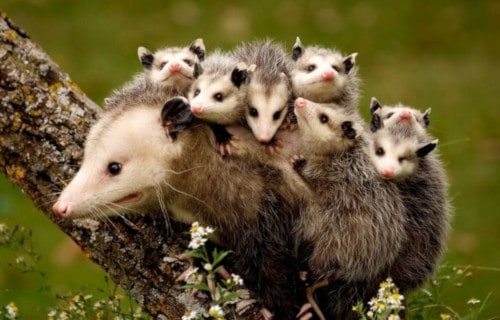 Opossum, Didelphimorphia