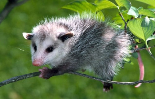 Opossum, Didelphimorphia