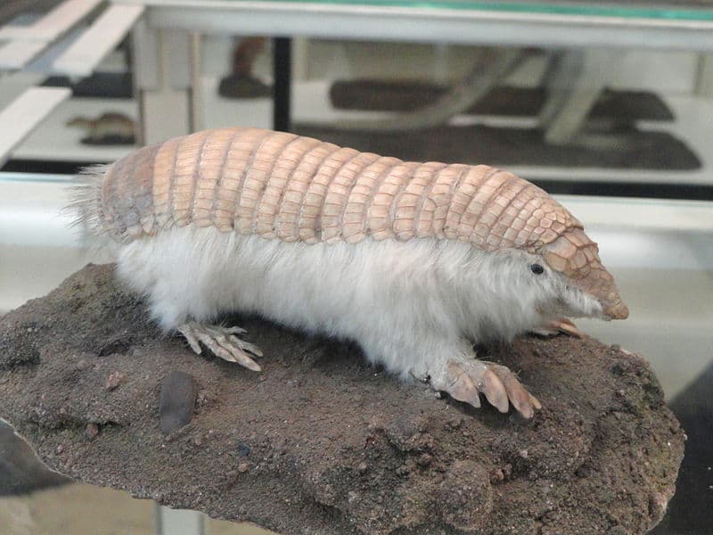 Pink Fairy Armadillo, Chlamyphorus truncatus