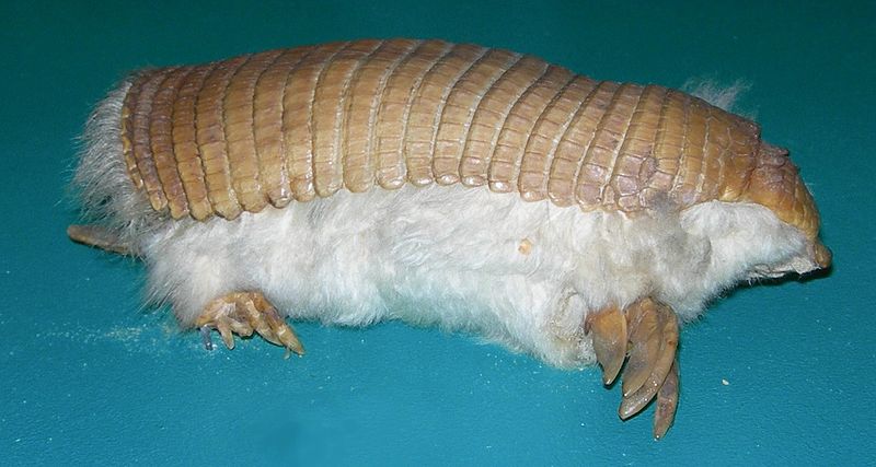 Pink Fairy Armadillo, Chlamyphorus truncatus