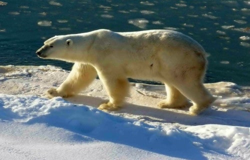 Polar Bear, Ursus maritimus