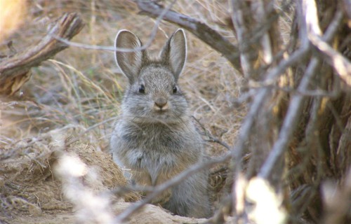 Native North American Mammals