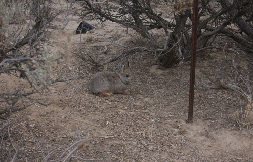 Pygmy Rabbit, Brachylagus idahoensis