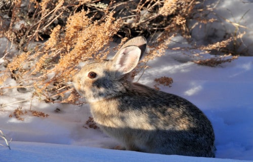 Pygmy Rabbit, Brachylagus idahoensis