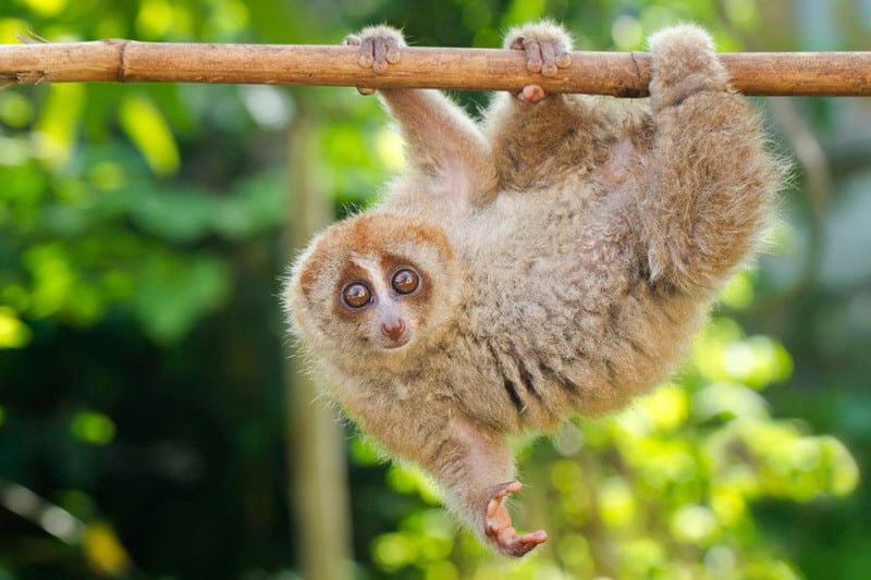 Slow Loris l Startling Primate - Our Breathing Planet