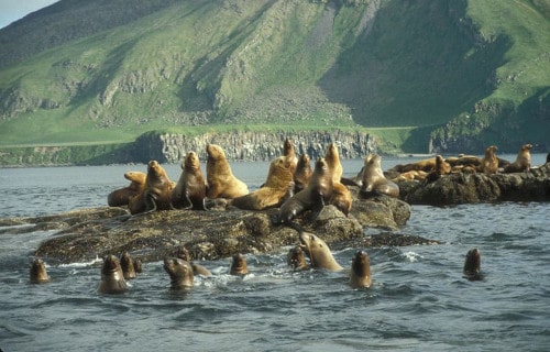 Steller Sea Lion, Eumetopias jubatus