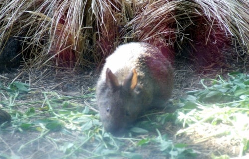 Volcano Rabbit, Romerolagus diazi