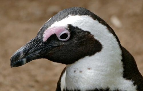African Penguin, Spheniscus demersus