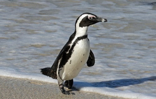 African Penguin, Spheniscus demersus