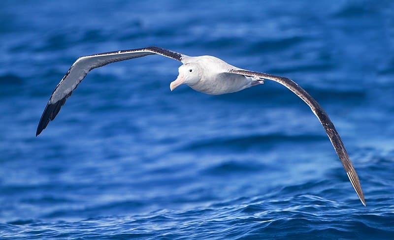 Albatross, Diomedeidae
