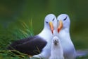 Albatross, Diomedeidae