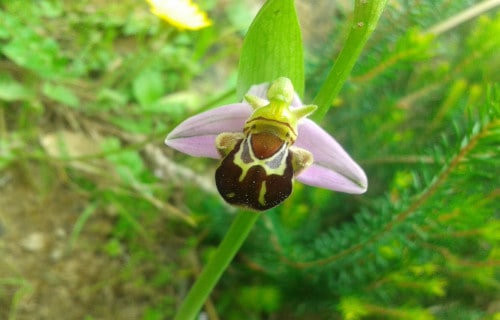 Flasking Bee Orchid 2019 300+ Seeds Exotic Plant - Ophrys Cephalonica