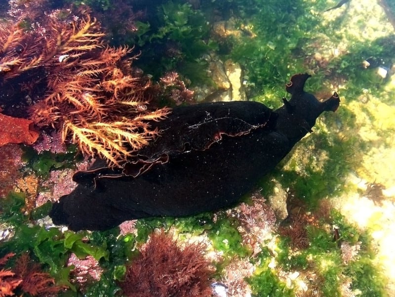 Black Sea Hare, Aplysia vaccaria