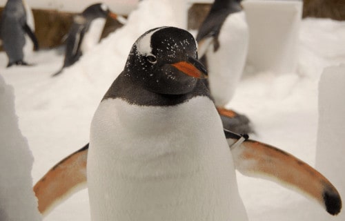 3 Awesome Antarctic Land Species