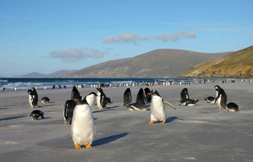 Gentoo Penguin, Pygoscelis papua