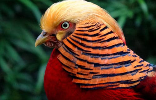 5 Fascinating Fauna of China