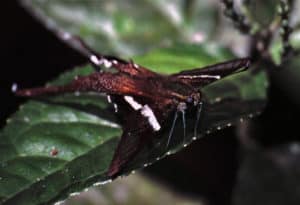 Green Dragontail, Lamproptera meges virescens